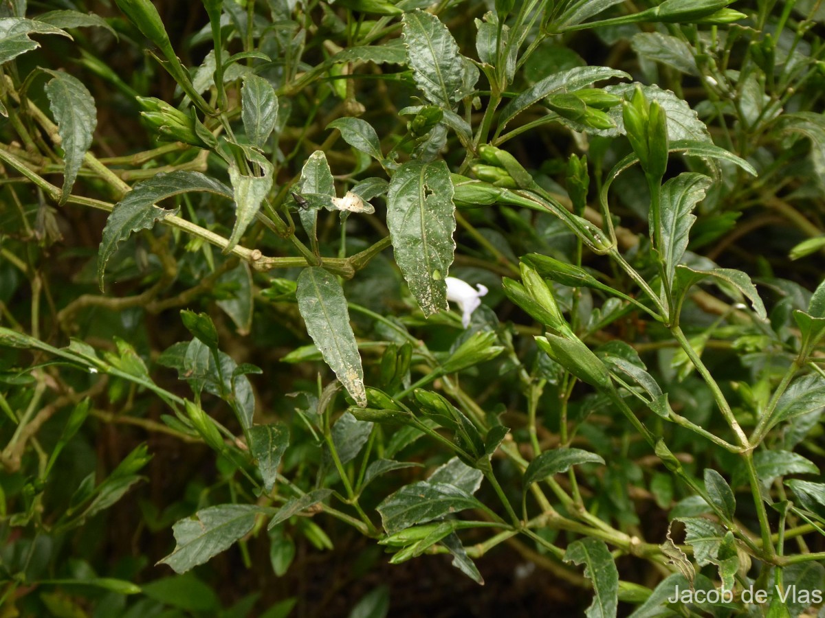 Strobilanthes deflexa T.Anderson